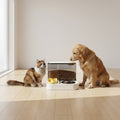 Modern pet feeder with water fountain and bowl for cats and dogs, placed on a wooden floor for you pets